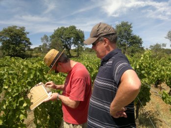 With Peter in the vines