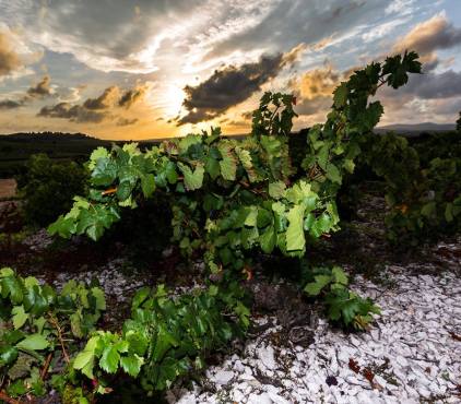 10610810_533449383467940_5619707866504033292_n