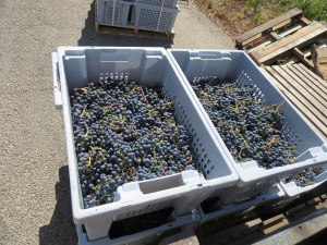 The 2014 Cabernet Sauvignon grapes, freshly picked