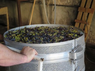 Grenache et muscat prets a presser