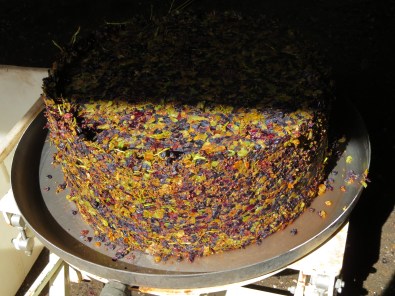 Gateau in the sunshine