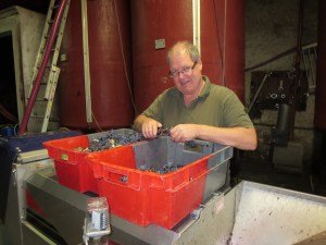 Triage du mourvedre la semaine précédente, les jus avait la couleur belle de sang