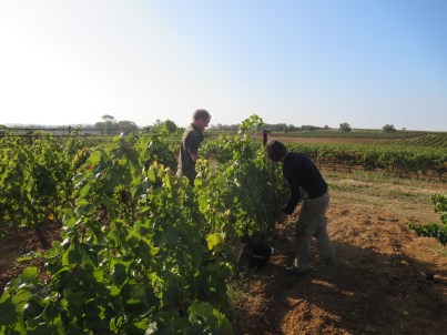 Vendange under a perfect sky