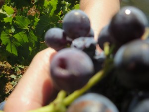 Un raisin endommage d' un ver de la grappe 