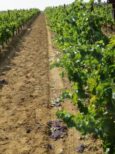 We came, we picked, we sorted