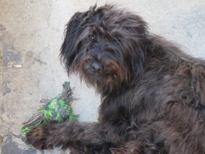 Playing with a ball of wool