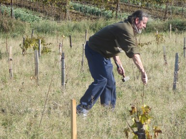 Michel s'assure de la santé de la jeune vigne, ce qu' il va soutenir d'un piquet