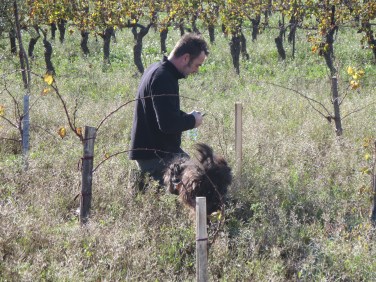 Jeff au travail et Icare le surveille