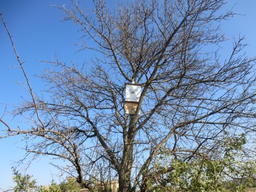 Abri de chauve souris