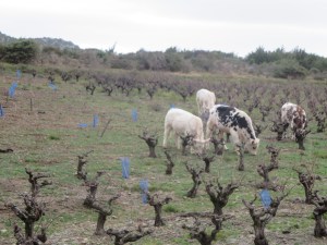 Vachement, c'est Gobelet