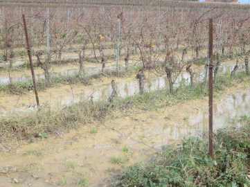 De l'eau stagnante dans les vignes