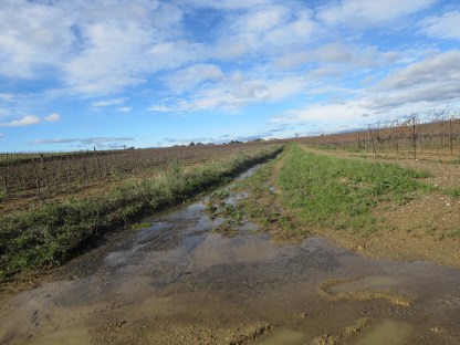 L'eau s'écoule d'un vignoble désherbé