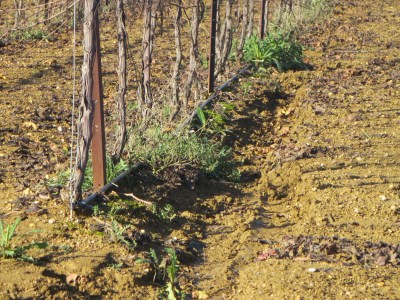 Irrigation pipes run along the vines. Look closely at the channel which has been cut into the soil by the rain.