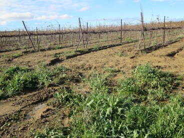 The run off from the vines has caused a new stream and channels