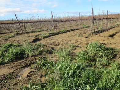 L'eau a développé un nouveau ruisseau au fond des vignes