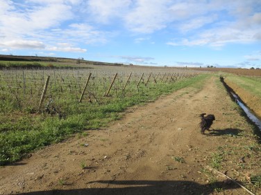 Meanwhile Jeff's vines have drained and there is no damage to soil below