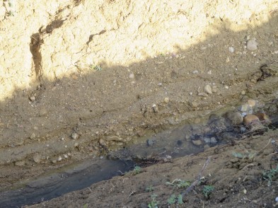 Des racines d'une vigne portés par le nouveau ruisseau