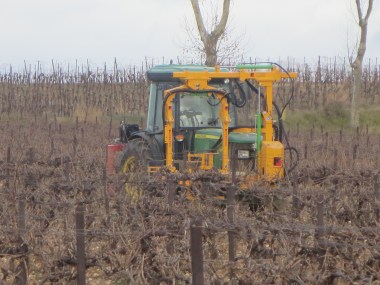 Machine pruning vines, the yellow arm contains the blades