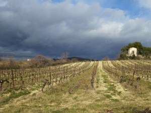 Wintry vineyard