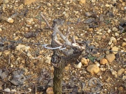 Syrah vine pruned in the gobelet style