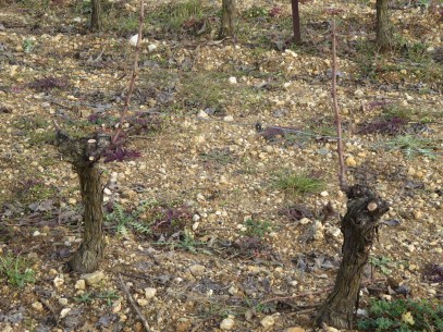Sauvignon Blanc vines pruned in guyot style up the wire trellising
