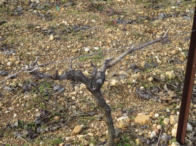 Syrah vine pruned in cordon rather than the gobelet style which most of the Syrah vines are. It was felt its needs suited cordon better