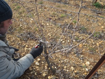 Getting to the heart of the vine