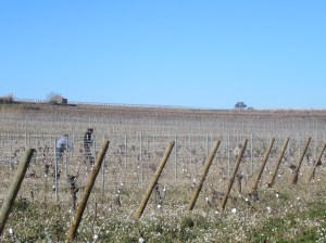Michel, Renaud and Jeff work amongst the wild rocket