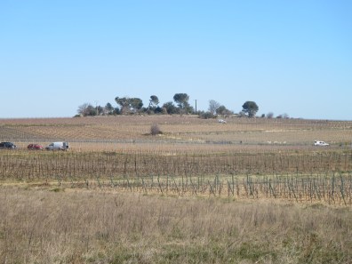 Camionettes garées entre les vignes