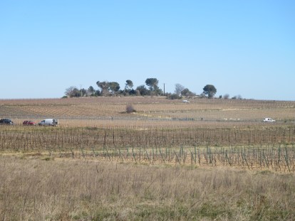 Vans and cars parked amongst the vines