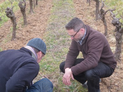 Jeff et Manu. ils étudient les herbes semées entre les vignes Cela va aider a garder de l'eau, renforcer la structure du sol et va attrayer les insectes
