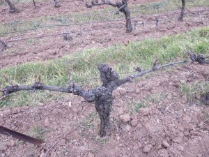 Sauvignon Blanc vines grafted short to reduce the yield and concentrate flavour