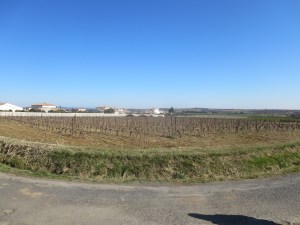 Colombié - Merlot vines