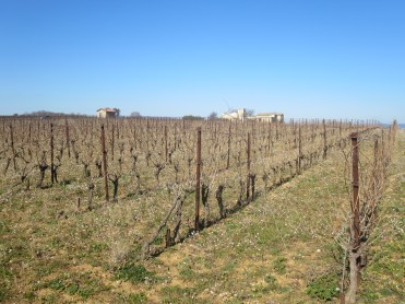 Main Metaierie vineyard, home of Vin Des Amis