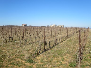 Main Metaierie vineyard, home of Vin Des Amis