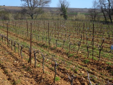 Beginning of April, La Garrigue