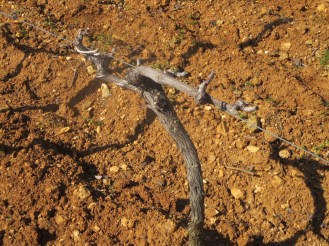 Syrah vine, La Garrigue beginning of April