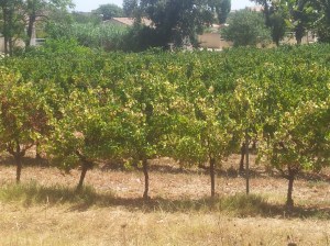 Vines near Pézenas showing some stress