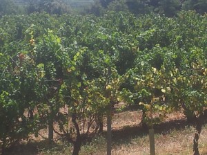 Vines in Margon which were not pruned in spring and are really suffering
