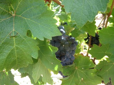 Cab Sauv grapes