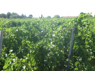 Segrairals in full bloom, healthy, happy vines