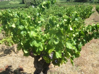 Rome's centurion vines in good health