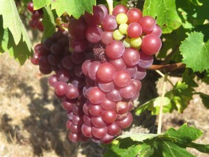 Muscat Noir grapes, a tiny bit of mildew top left