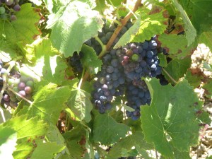 The famous Castets grapes of Peilhan