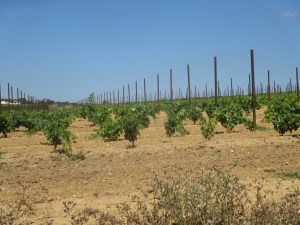 Neighbouring vineyard which was given herbicide shortly after harvest last year and whose new vines have been treated regularly 