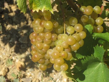 Muscat a Petits Grains in La Garrigue