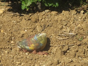 No Icare this time but look what we found amongst the vines, he's been here!