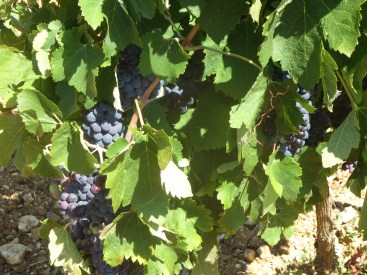 Syrah in La Garrigue, ripening beautifully in the shade of the vine