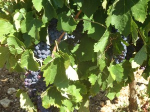 Syrah in La Garrigue, ripening beautifully in the shade of the vine