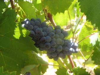 Mourvedre grapes